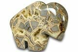 Calcite-Filled Polished Septarian Bison - Utah #301484-3